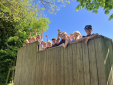 Confidence, Courage and Adventure: Year 5 at Bowles Confidence, Courage and Adventure: Year 5 at Bowles