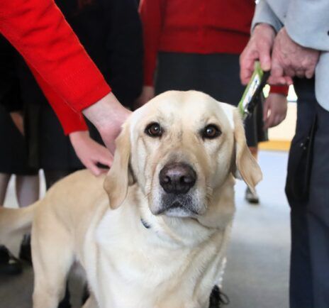 A Pawsitive Impact: How Guide Dogs Like Oliver Transform Lives A Pawsitive Impact: How Guide Dogs Like Oliver Transform Lives